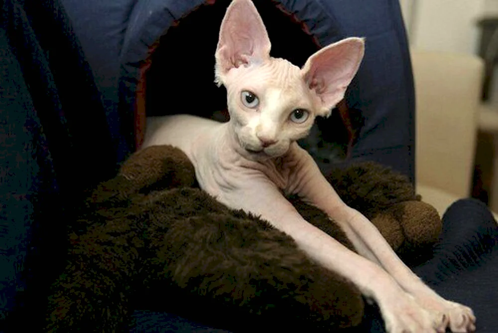 Sphynx Devon Rex