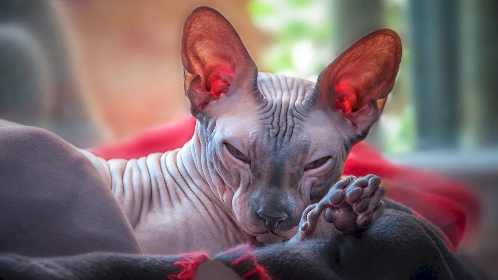 Sphynx cat breed