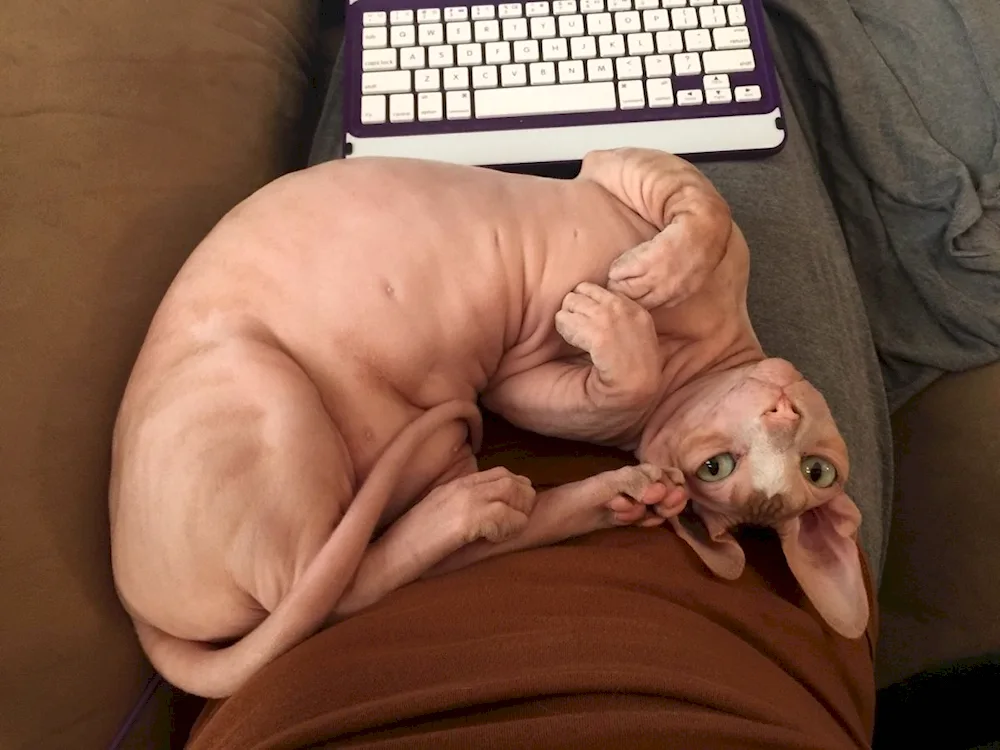 Sphynx cat breed