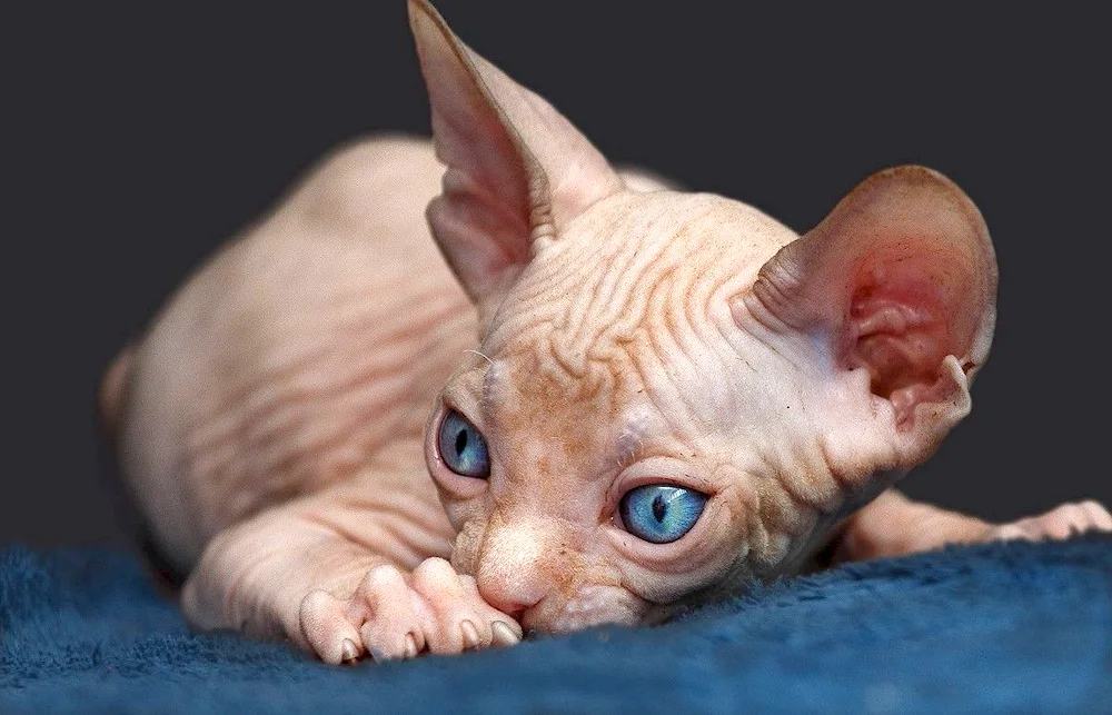 Sphynx cat