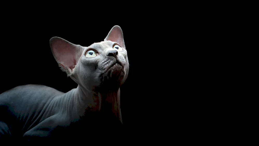 Sphynx cat