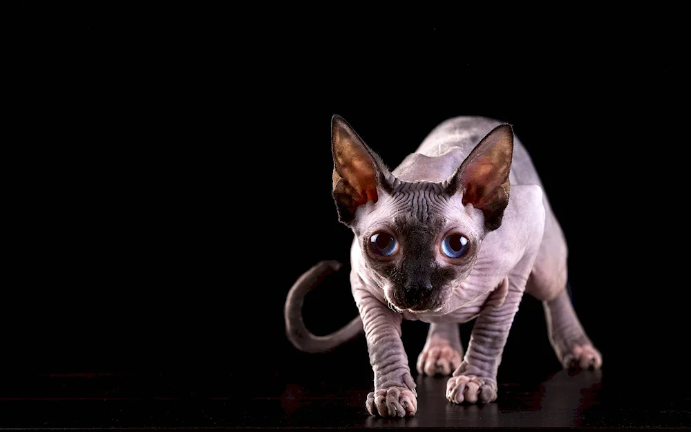 Donskoy sphynx cat