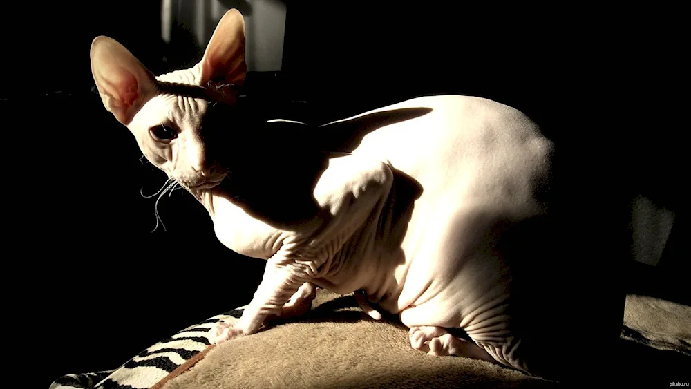 Canadian sphynx cat