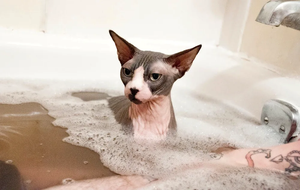 Wet cat