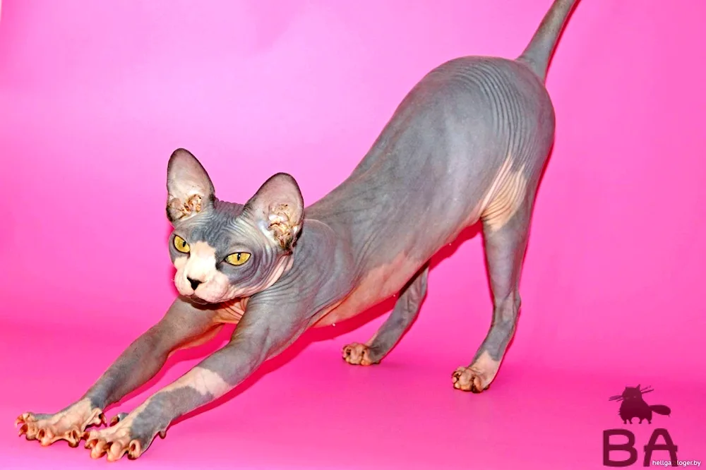 Don sphynx cat breed