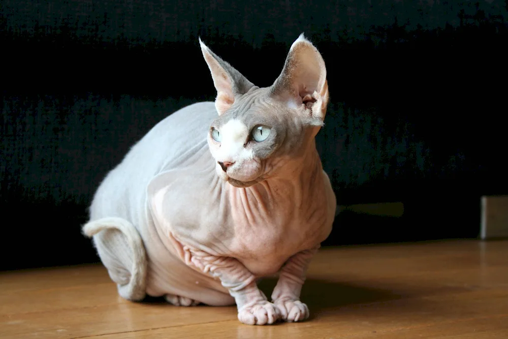 Don sphynx cat breed