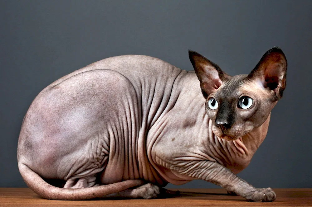 Canadian sphynx cat breed. Sphynx cat