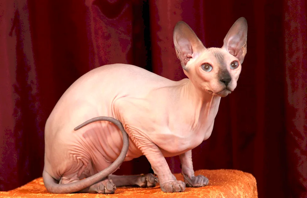 Canadian sphynx cat