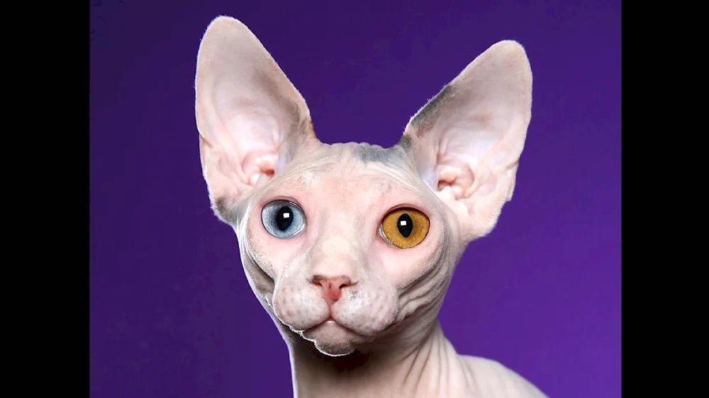 Canadian sphynx tabby