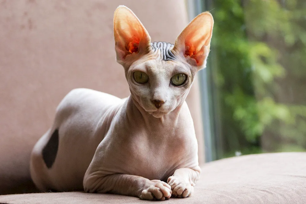 Sphynx cat breed