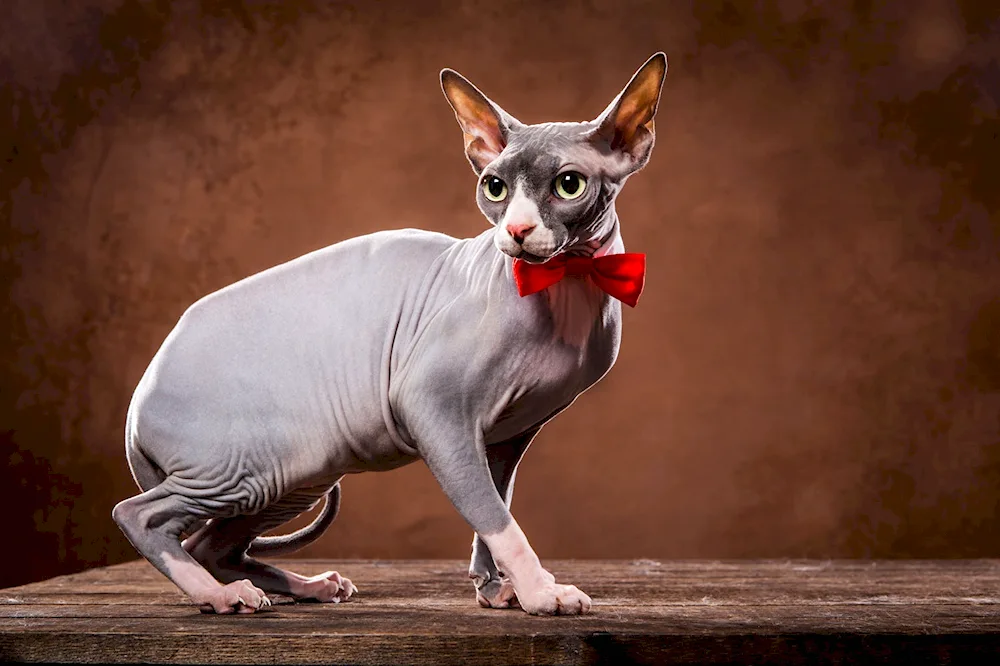 Canadian sphynx cat breed sphynx cat