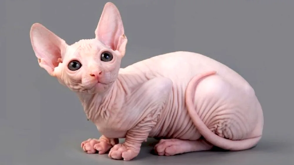 Don sphynx cat