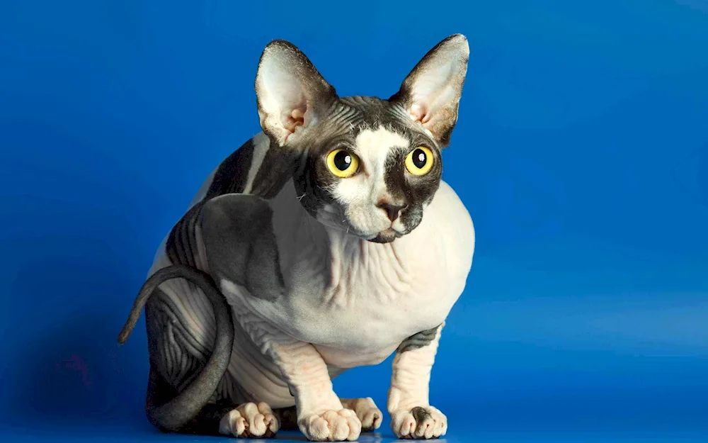 Cornish rex