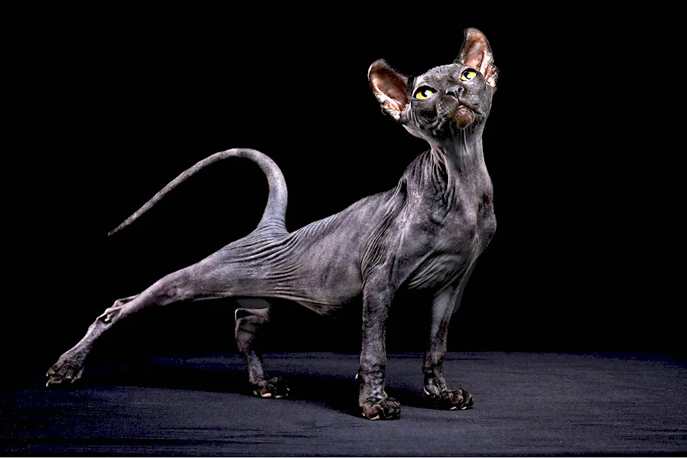 Sphynx cat breed