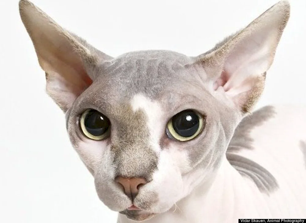 Whiskered sphynx Ukrainian lefkoi