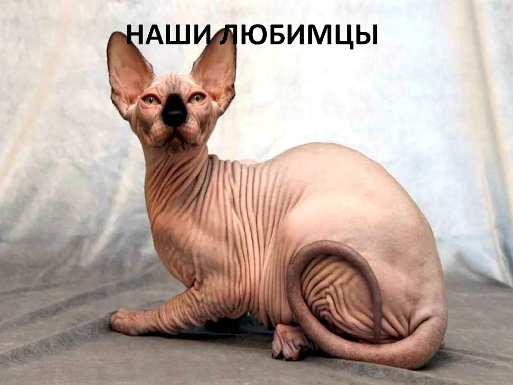 Canadian sphynx