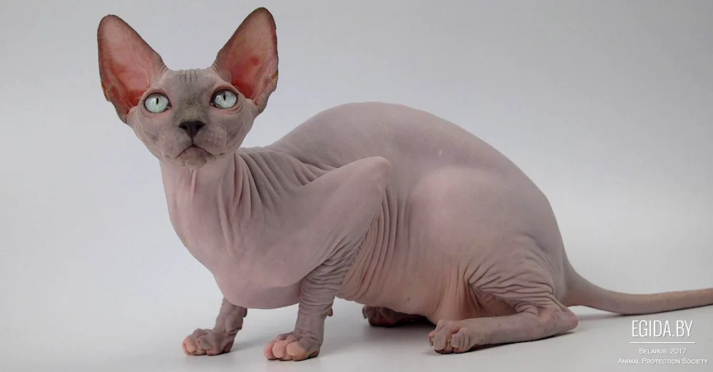 Sphynx cat breed