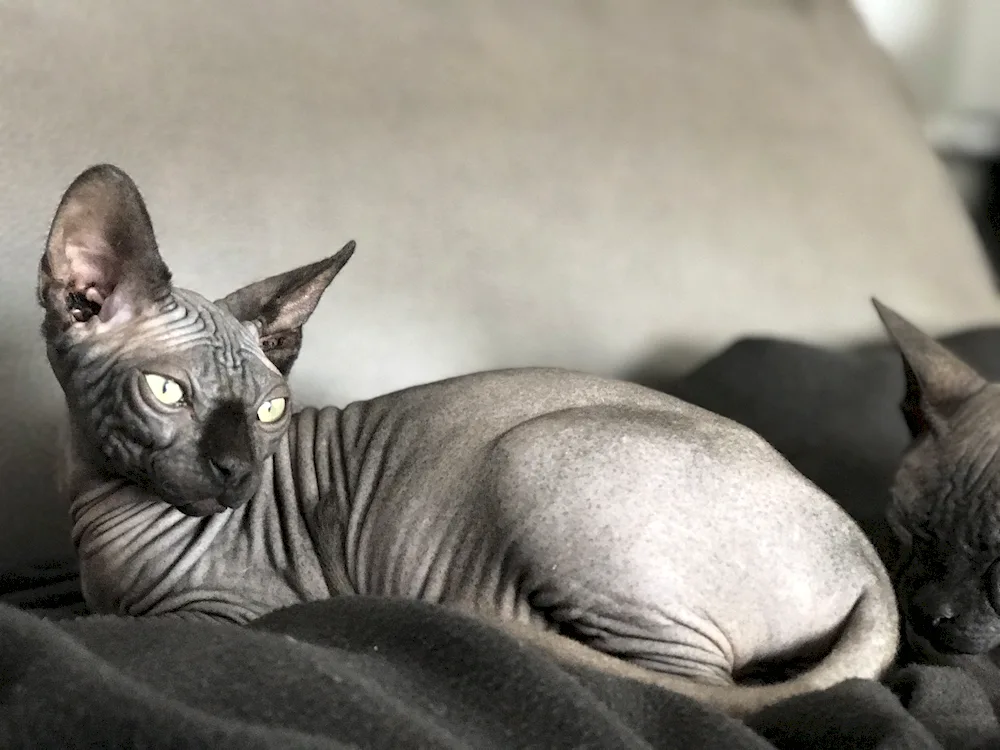 Sphynx cat breed