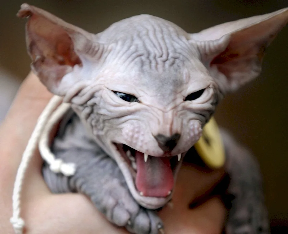 Sphynx cat breed