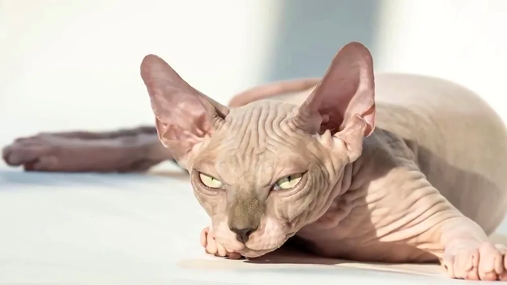 Sphynx cat breed