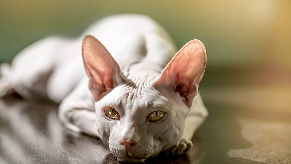 Sphynx cat breed