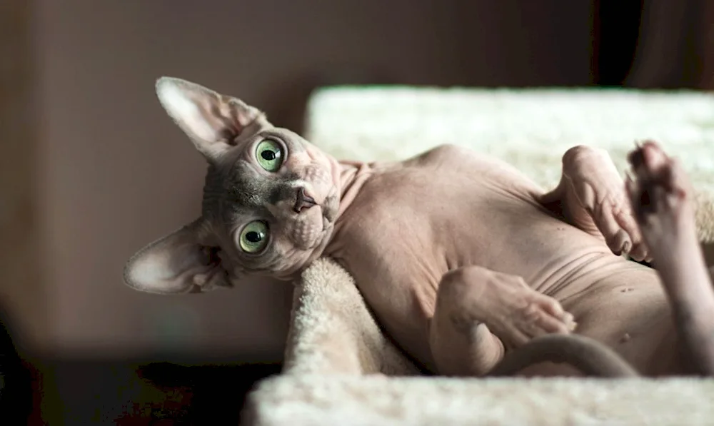 Sphynx cat breed