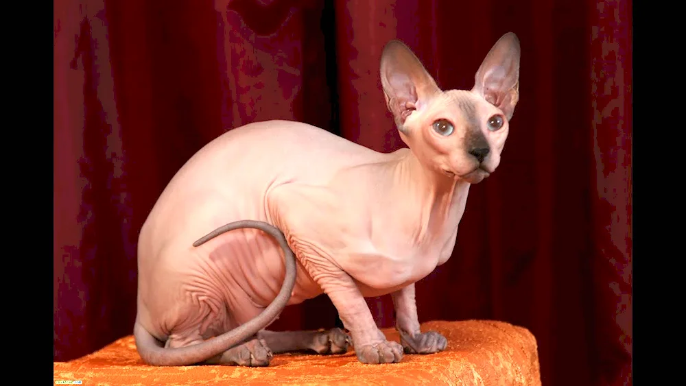 Canadian Sphynx cat