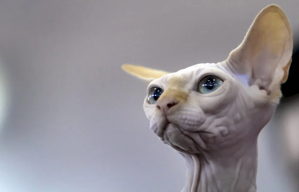 Canadian Sphynx albino