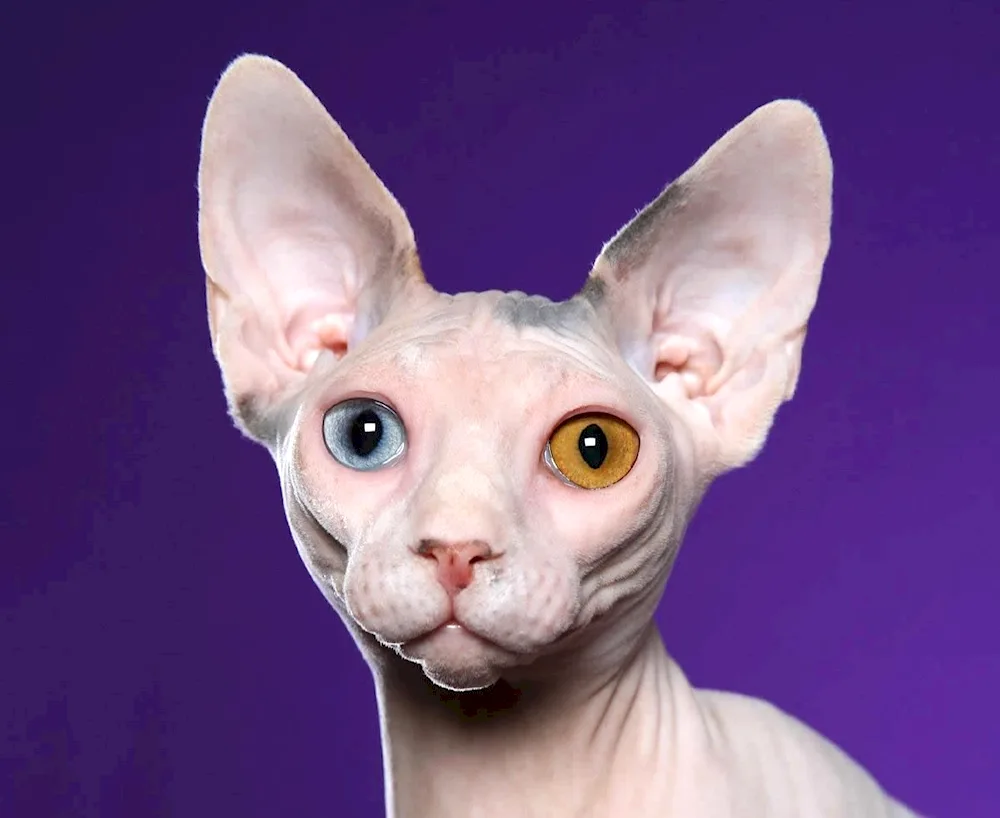 Don Sphynx cat breed