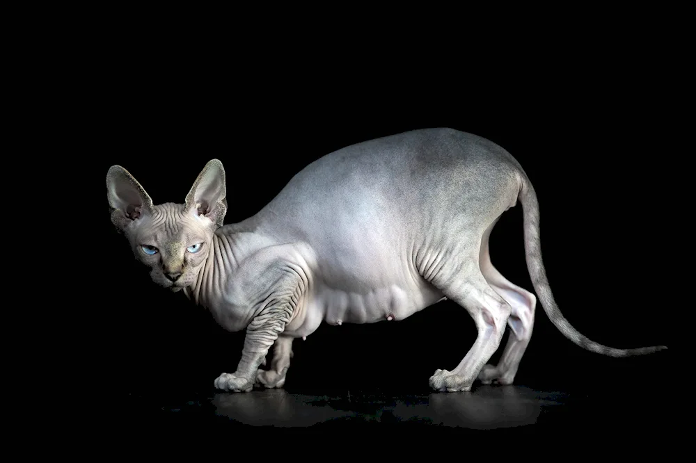 Canadian Sphynx grey