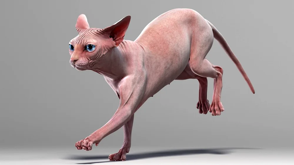 Sphynx cat breed