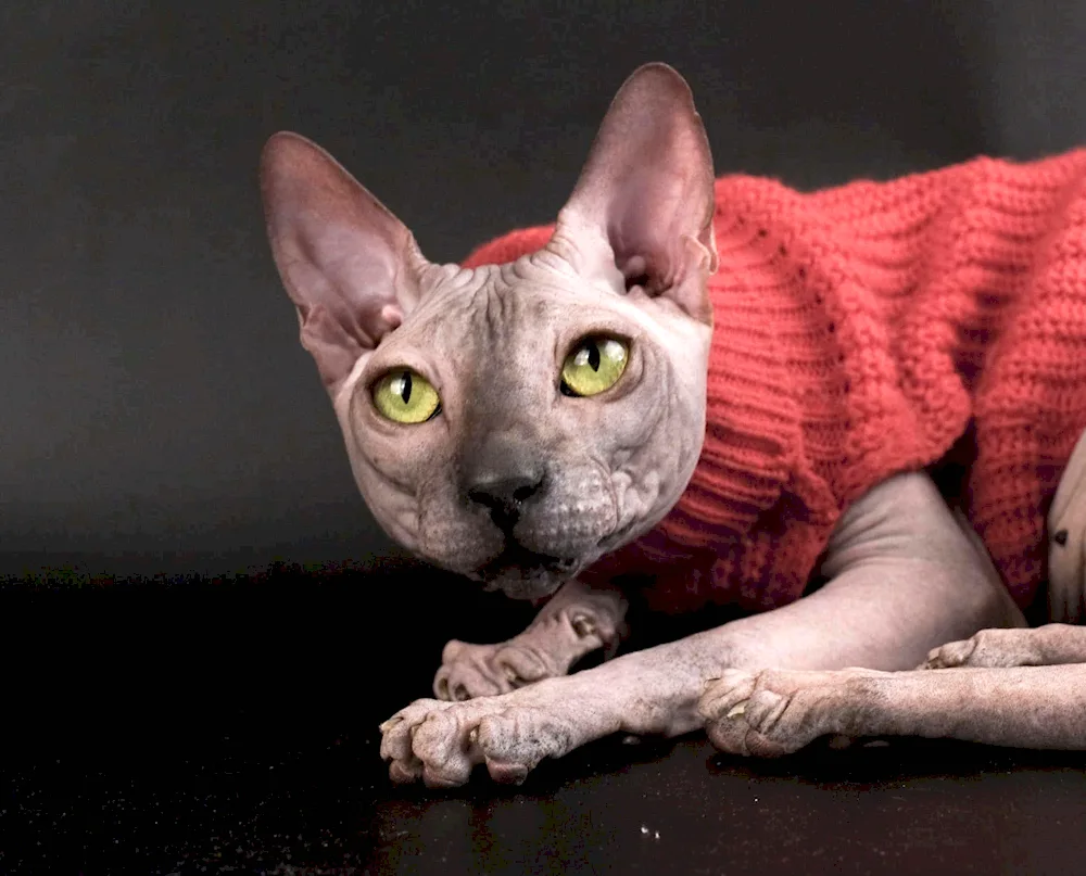 Canadian Sphynx albino cat breed