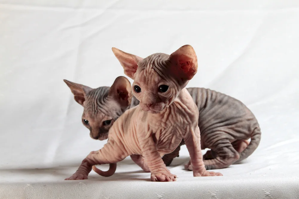 Sphynx cat breed