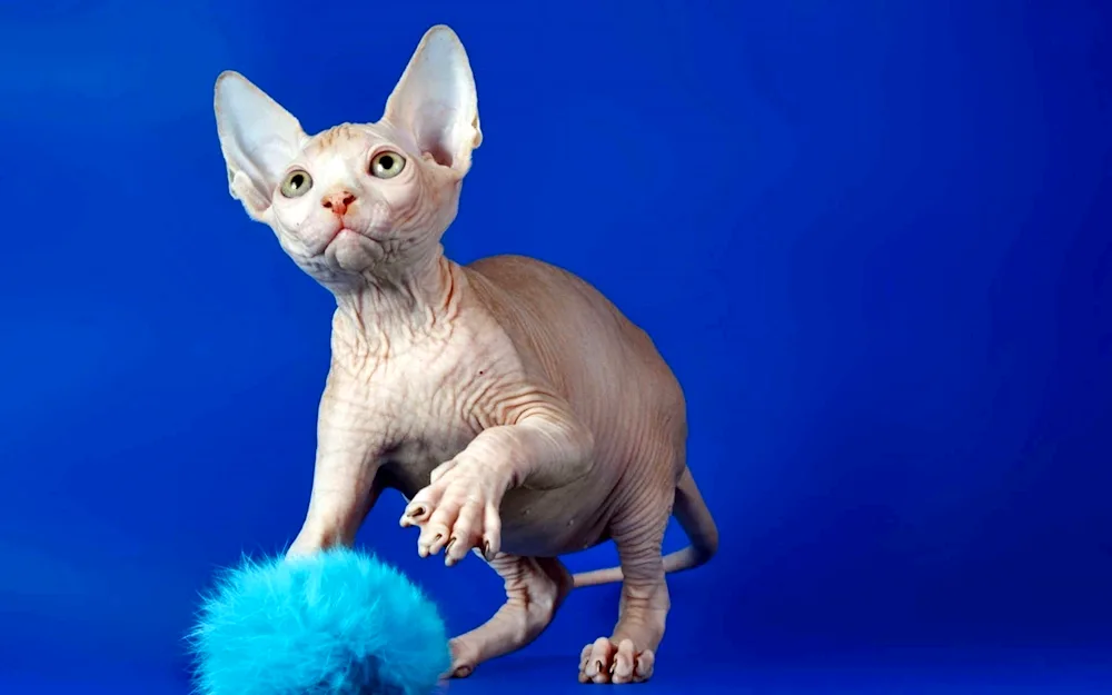 Sphynx cat breed