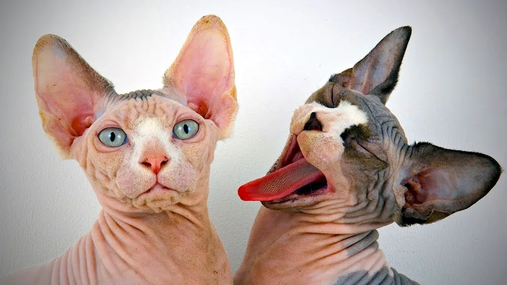 Canadian Sphynx cat breed