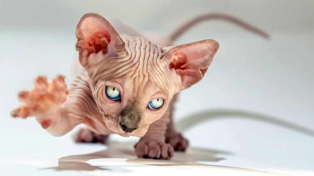 Sphynx cat breed