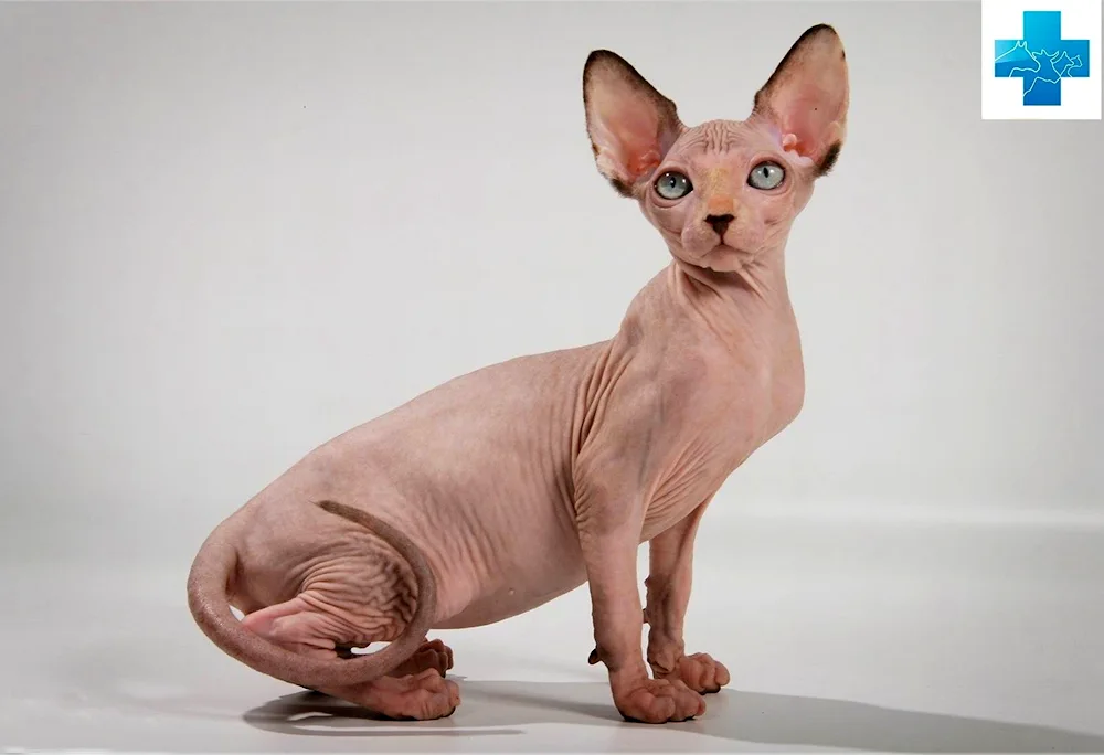 Sphynx cat breed