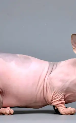 Bambino sphynx