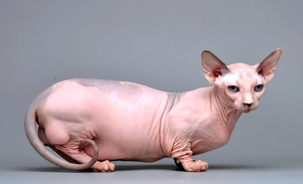 Bambino sphynx