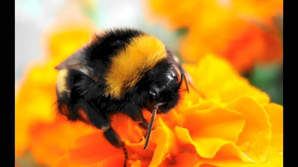 Butterflies and bees on flowers