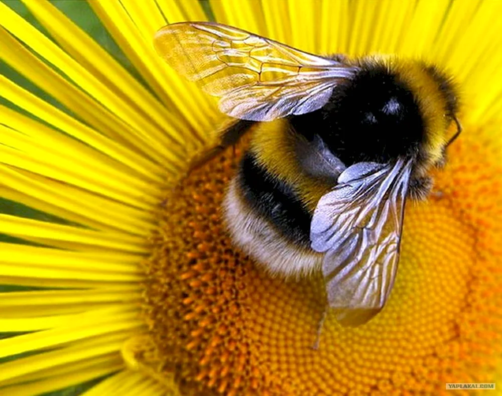 Bumblebee pollinates Clover