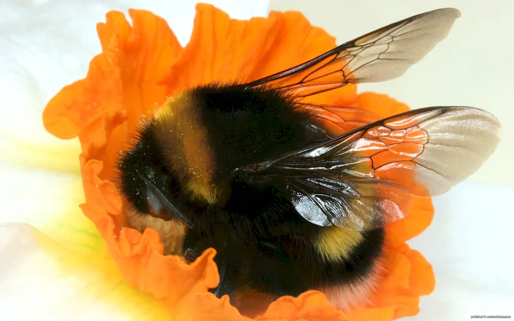 Lucerne bee- Leafcutter