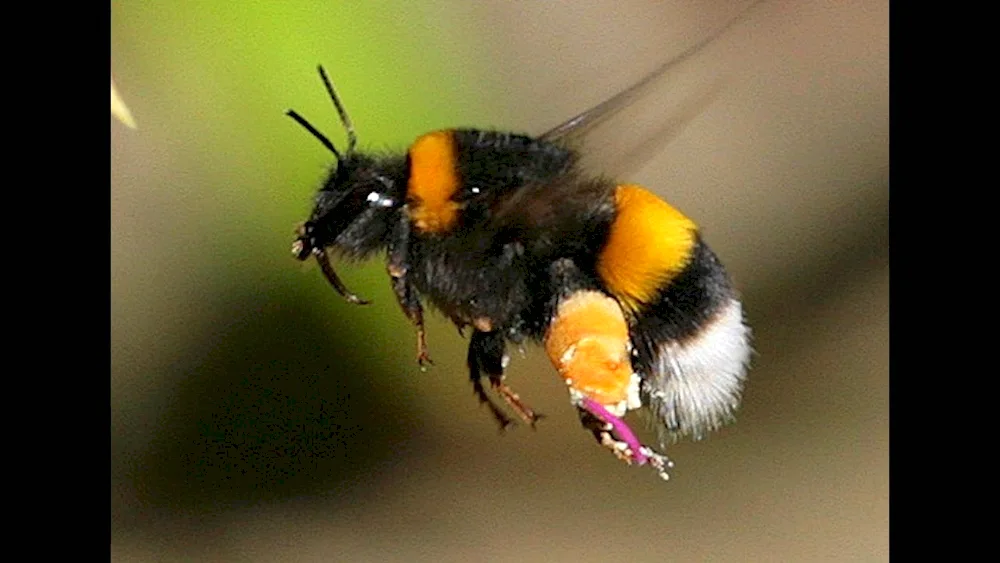 Saffron bumblebee