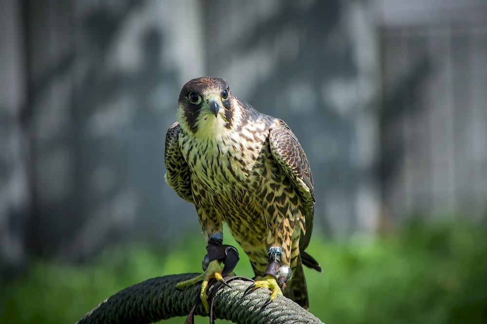 Peregrine falcon female