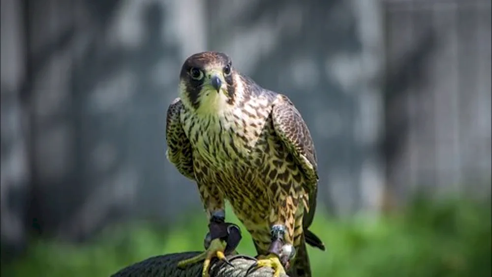 Peacock peregrine falcon