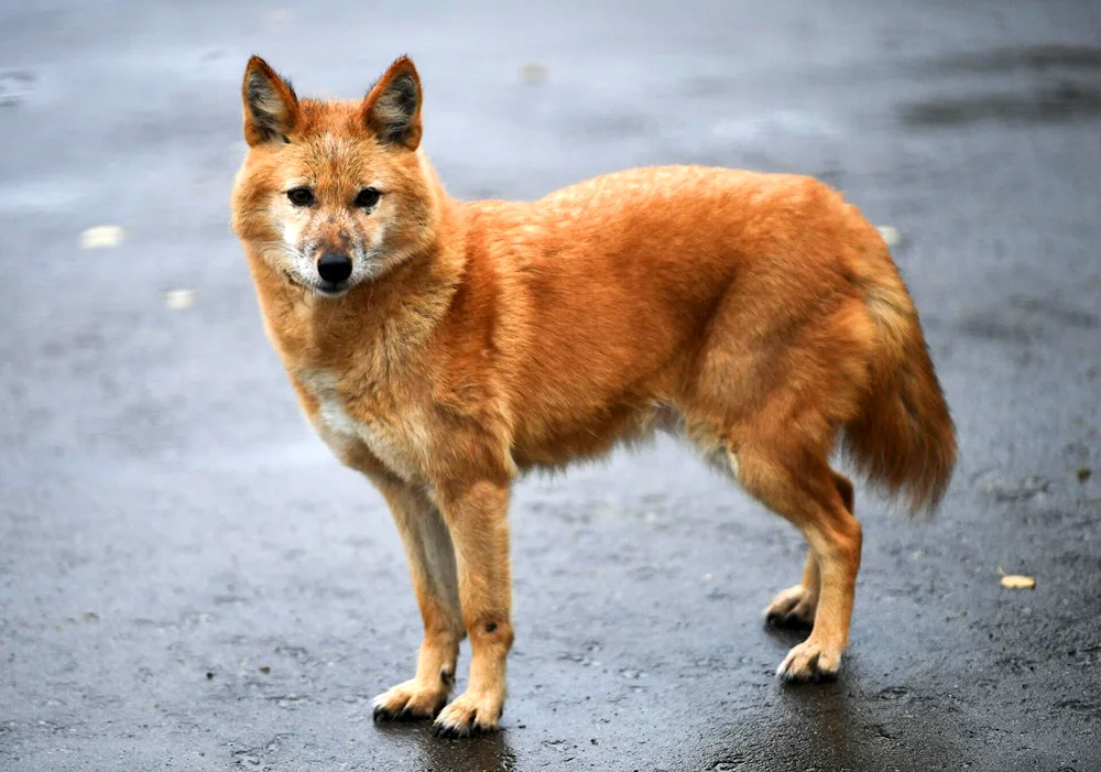 Russian hound and husky