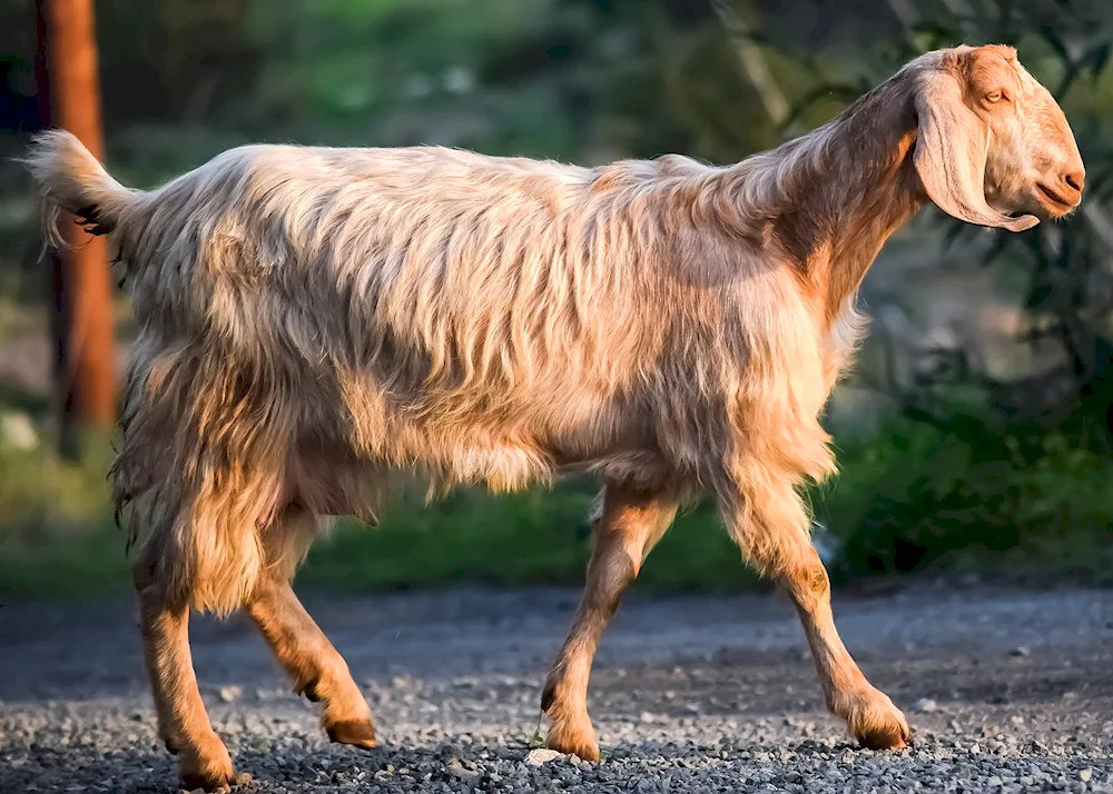 Long-eared goats