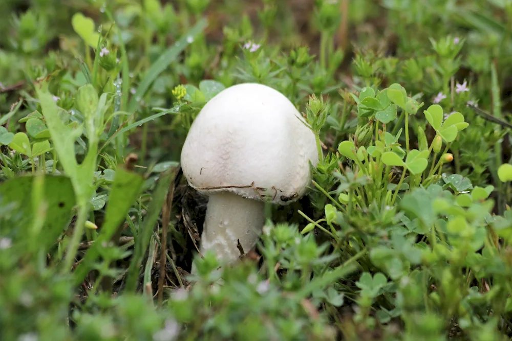 Twin white mushroom