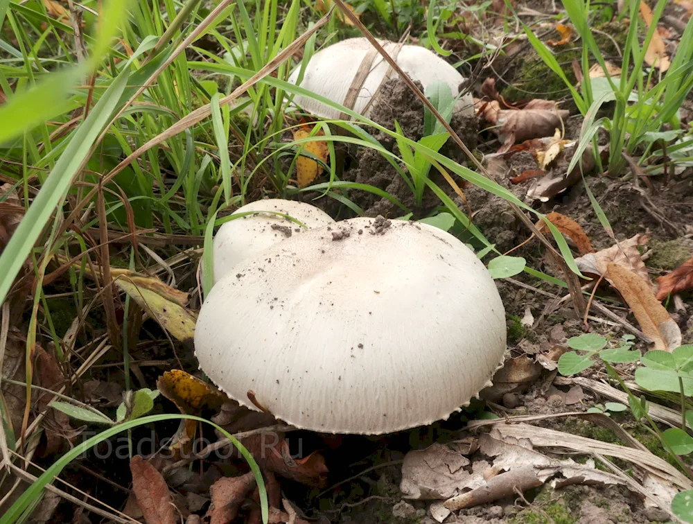 Agaucus mushroom