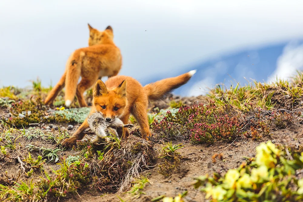 Shantar Islands animals